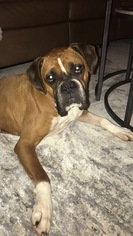Medium Photo #1 Boxer Puppy For Sale in Woodbury, MN, USA