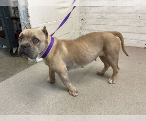 Staffordshire Bull Terrier Dogs for adoption in San Bernardino, CA, USA