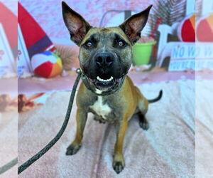 American Pit Bull Terrier-Unknown Mix Dogs for adoption in Long Beach, CA, USA