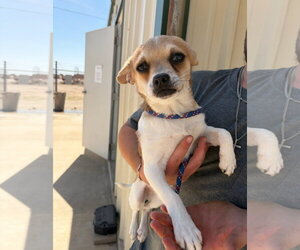 Chihuahua-Unknown Mix Dogs for adoption in Grafton, WI, USA