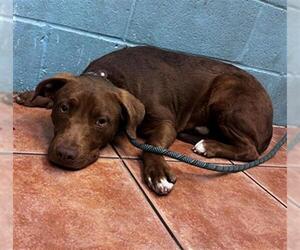 American Pit Bull Terrier Dogs for adoption in Downey, CA, USA