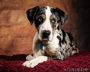 Catahoula Leopard Dog-Unknown Mix Dogs for adoption in Minneapolis, MN, USA