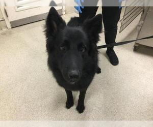 German Shepherd Dog Dogs for adoption in Riverside, CA, USA
