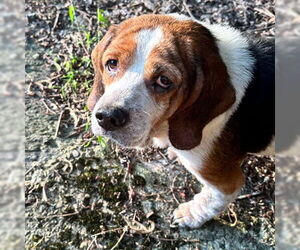 Basset Hound-Unknown Mix Dogs for adoption in Deepwater, NJ, USA
