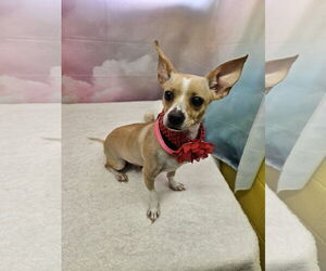 Chihuahua-Unknown Mix Dogs for adoption in Metairie, LA, USA