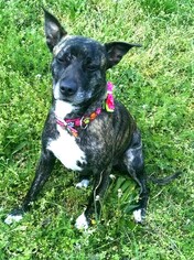 Boxer-Plott Hound Mix Dogs for adoption in Thomasville, NC, USA