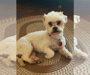 Lhasa Apso-Unknown Mix Dogs for adoption in Farmington, MN, USA