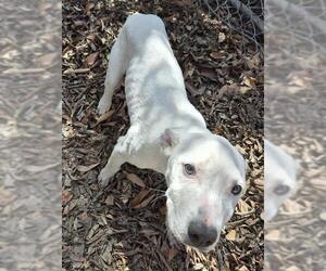 American Staffordshire Terrier-Unknown Mix Dogs for adoption in San Antonio, TX, USA