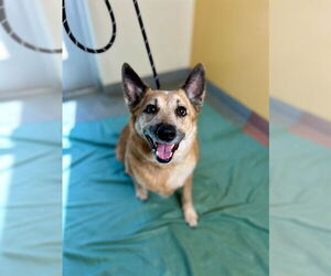 Medium Photo #1 Mutt Puppy For Sale in Ogden, UT, USA