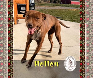 Mutt Dogs for adoption in Red Lodge, MT, USA