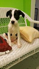 Medium Photo #1 Lab-Pointer Puppy For Sale in Phoenix , AZ, USA