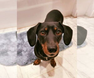 Dachshund Dogs for adoption in Fruitland, SC, USA