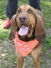 Bloodhound Dogs for adoption in Sugar Land, TX, USA