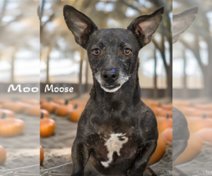 Chiweenie Dogs for adoption in Phelan, CA, USA