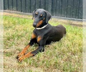 Doberman Pinscher Dogs for adoption in Riverside, CA, USA