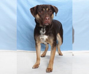 German Shepherd Dog-Unknown Mix Dogs for adoption in Burbank, CA, USA