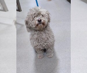 Poodle (Miniature) Dogs for adoption in Upland, CA, USA