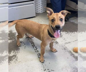 Mutt Dogs for adoption in Stockton, CA, USA