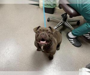 American Staffordshire Terrier-Unknown Mix Dogs for adoption in Pasadena, CA, USA