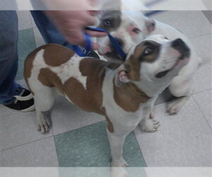 American Bulldog Dogs for adoption in Oklahoma City, OK, USA