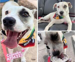 Mutt Dogs for adoption in San Antonio, TX, USA