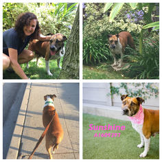 Labrador Retriever Dogs for adoption in Beverly Hills, CA, USA