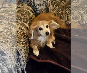 Dachshund-Unknown Mix Dogs for adoption in Denton, TX, USA