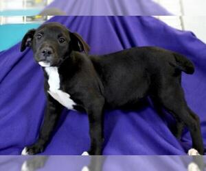 Boxador Dogs for adoption in Morton Grove, IL, USA
