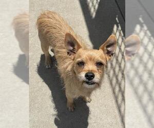 Welsh Terrier Dogs for adoption in Sacramento, CA, USA