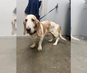 Basset Hound Dogs for adoption in Rosenberg, TX, USA