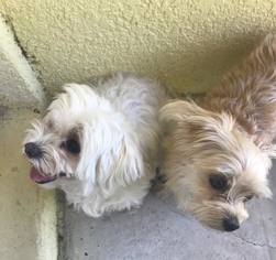 Maltese Dogs for adoption in Tampa, FL, USA