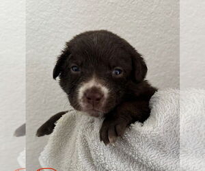 Labrador Retriever-Unknown Mix Dogs for adoption in Euless, TX, USA