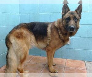 German Shepherd Dog Dogs for adoption in Downey, CA, USA