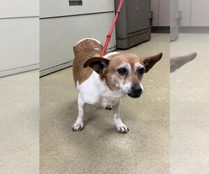 Chihuahua Dogs for adoption in Petaluma, CA, USA