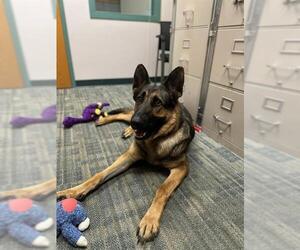 German Shepherd Dog Dogs for adoption in Fremont, CA, USA