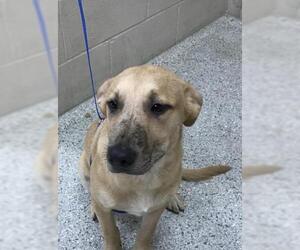 Labrador Retriever-Unknown Mix Dogs for adoption in Conroe, TX, USA