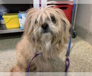 Lhasa Apso Dogs for adoption in pomona, CA, USA
