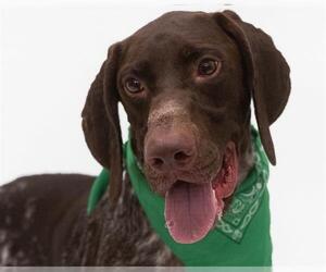 German Shorthaired Pointer Dogs for adoption in Orlando, FL, USA