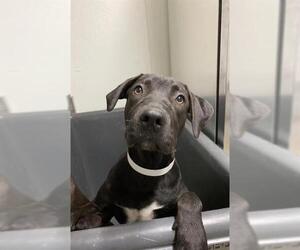 Labrador Retriever Dogs for adoption in Bakersfield, CA, USA