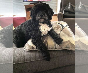 Cock-A-Poo-Unknown Mix Dogs for adoption in Grafton, WI, USA