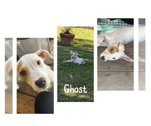 Huskies -Labrador Retriever Mix Dogs for adoption in New Orleans, LA, USA