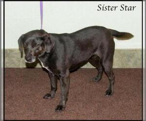 Labrador Retriever Dogs for adoption in Ada, OK, USA
