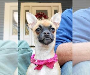 Chug Dogs for adoption in Arlington, VA, USA