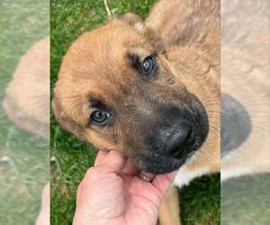German Shepherd Dog-Retriever Mix Dogs for adoption in Mechanicsburg, PA, USA