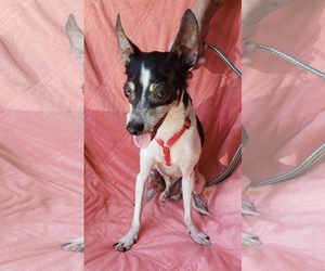 Rat Terrier Dogs for adoption in Minneapolis, MN, USA