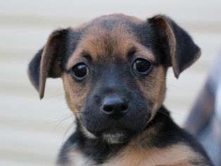 Chiweenie Dogs for adoption in Cookeville, TN, USA