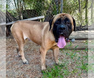 Mastiff Dogs for adoption in Goodyear, AZ, USA