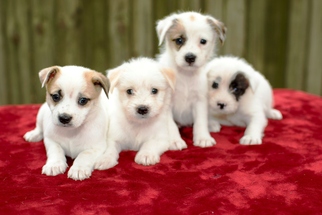 Medium Photo #1 Jack Russell Terrier-Unknown Mix Puppy For Sale in Santa Fe, TX, USA