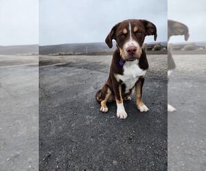 Chesapeake Bay Retriever-Staffordshire Bull Terrier Mix Dogs for adoption in MIDWAY, UT, USA