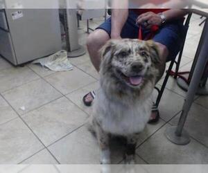 Australian Shepherd Dogs for adoption in Houston, TX, USA